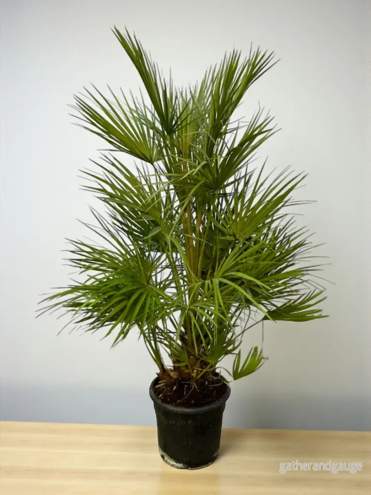 Chamaerops Humilis Chamaerops Humilis