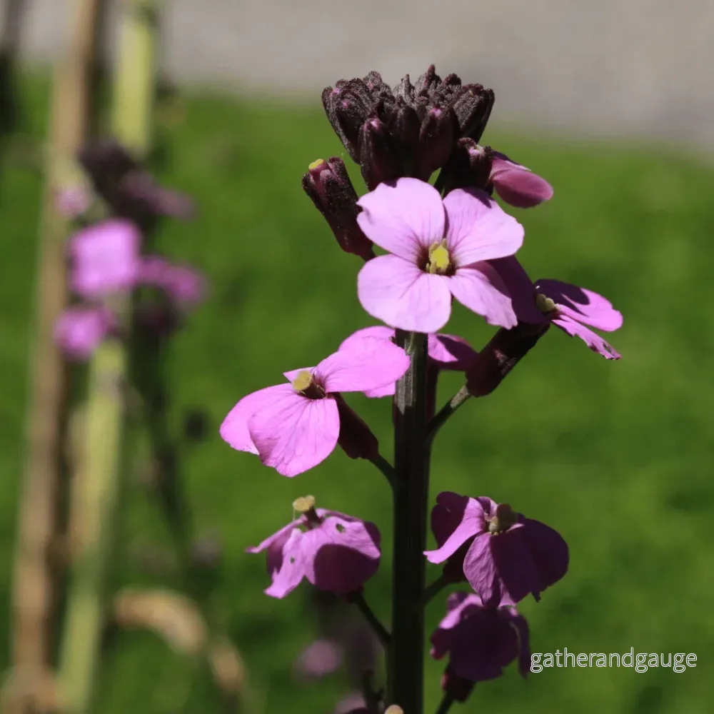 Matstjärnblomma Lila (Erysimum) 'Bowles' Mauve' - Bild 3