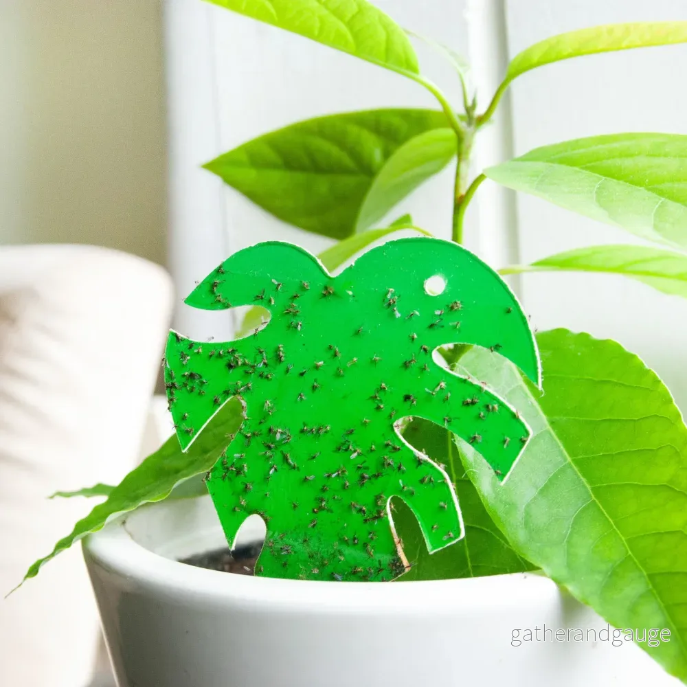 Sticky Leaf Grön Mini – mot sorgmyggor