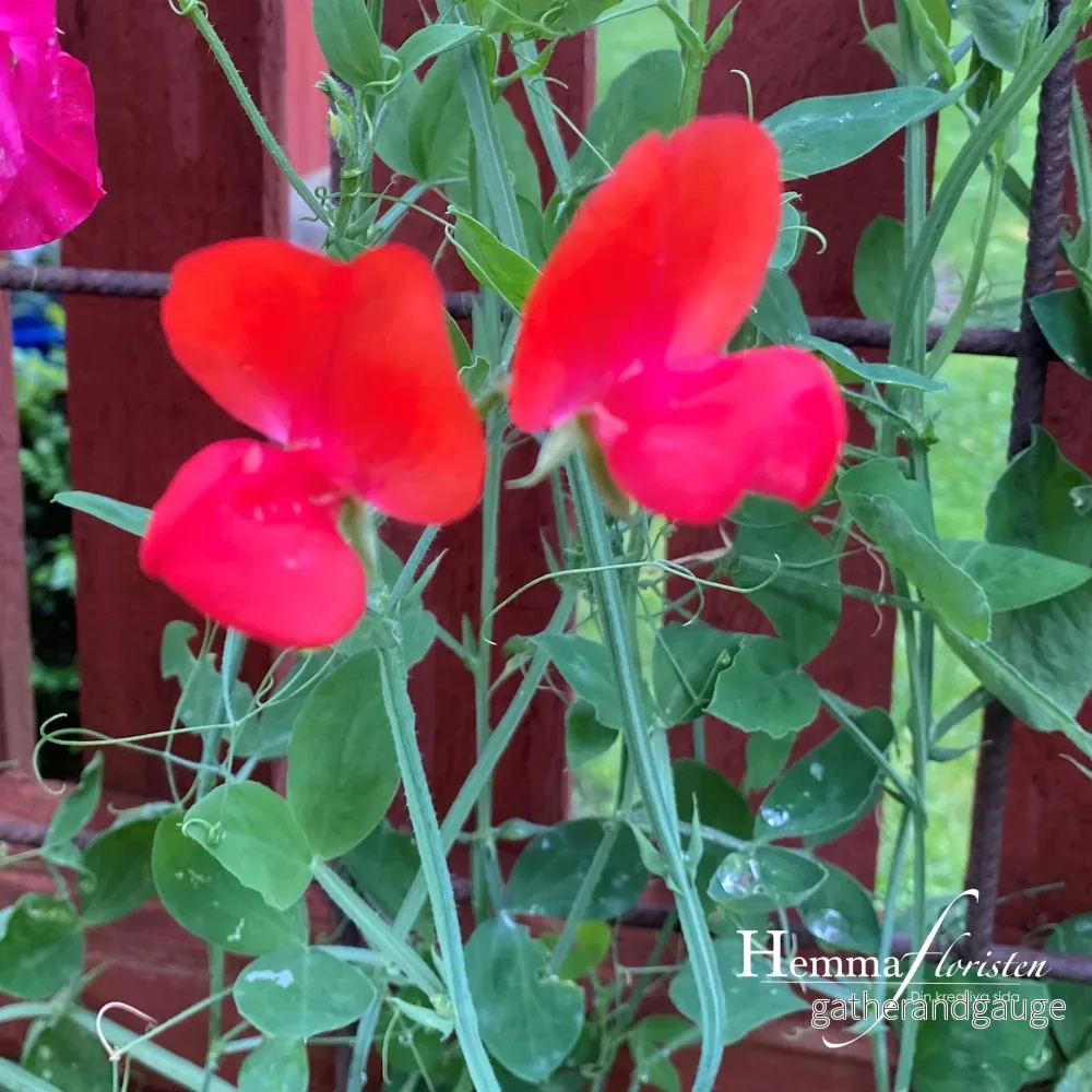 Luktärt – Elegance scarlet