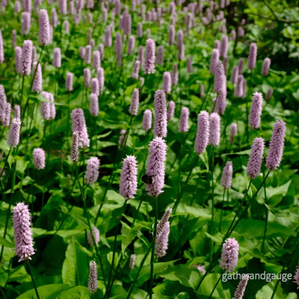 Knöterig Affin (Persicaria affinis) ’Superba’