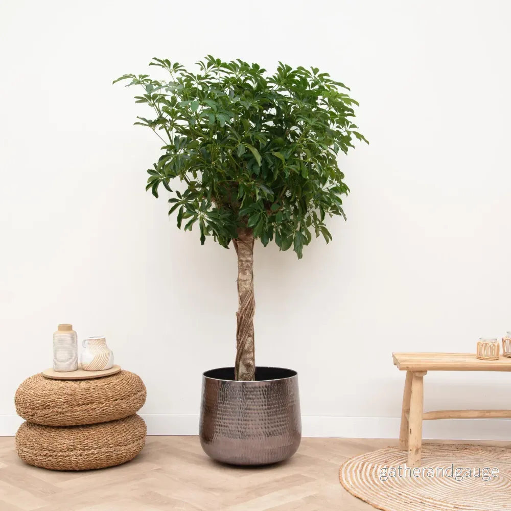 Schefflera op stam - 180cm - ø34 - Bild 2