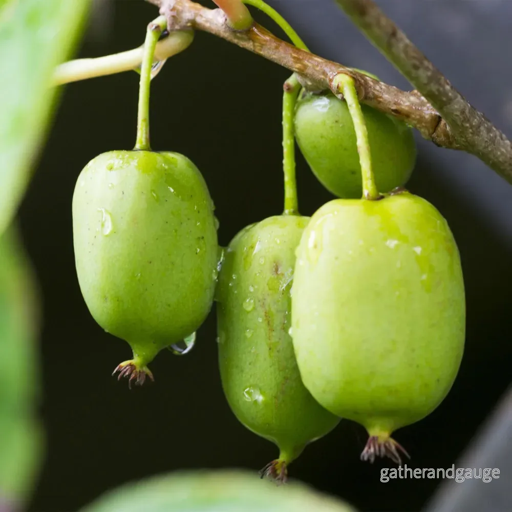 Kiwi (Actinidia arguta) 'Issai'