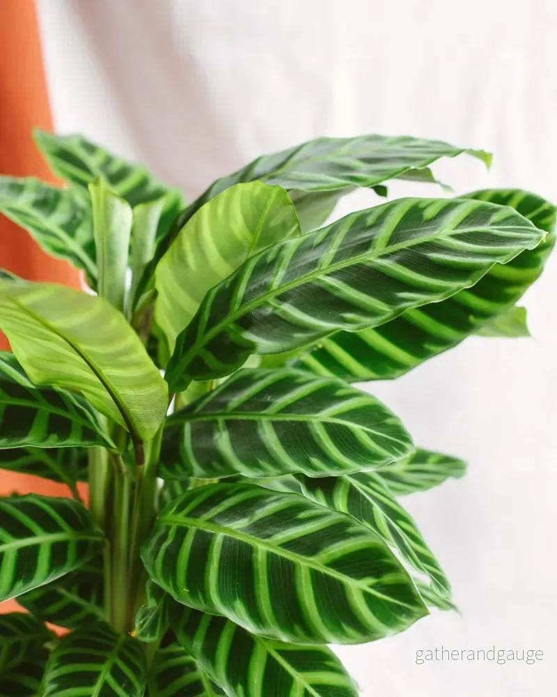 Calathea Zebrina - Bild 2