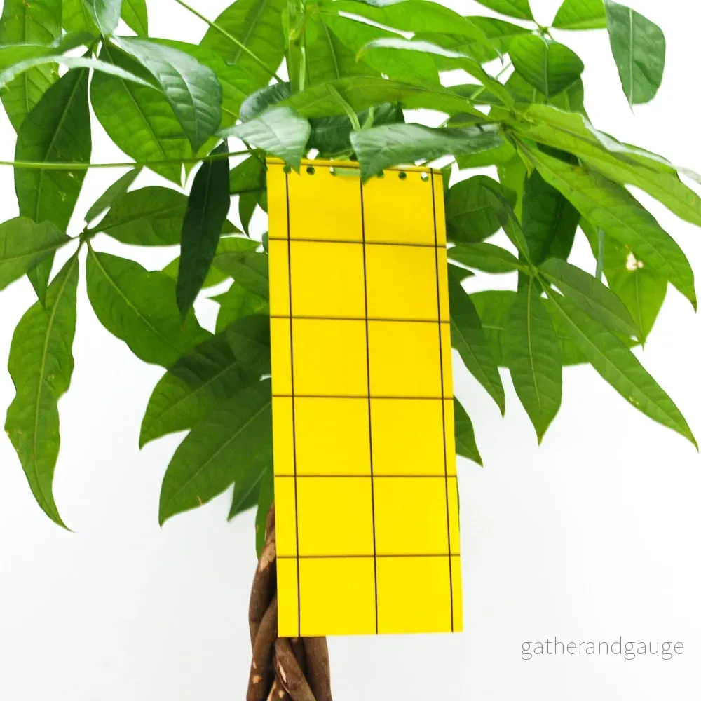 Sticky Leaf Gul Large – mot sorgmyggor Sticky Leaf Gul Large – mot sorgmyggor