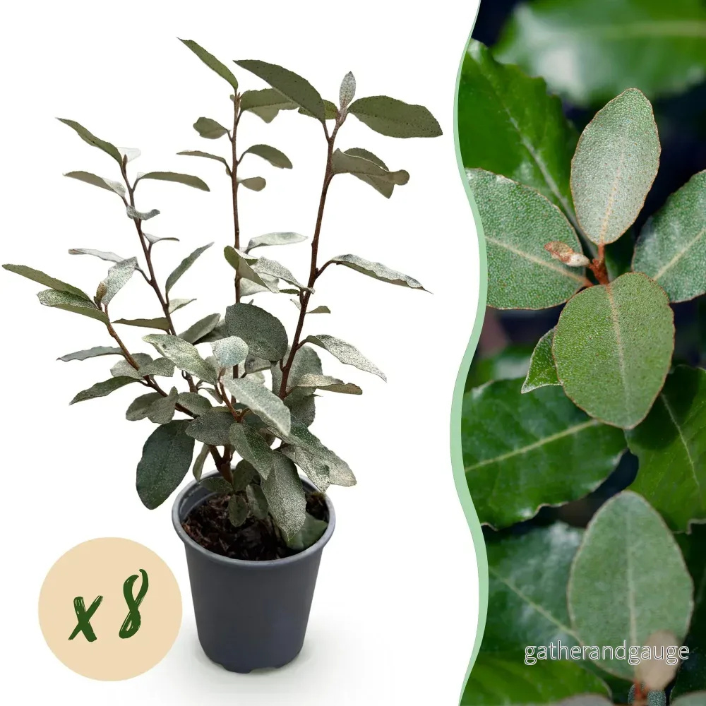 Chalef D'Ebbing (Elaeagnus x Ebbingei) 'Compacta' - Bild 2