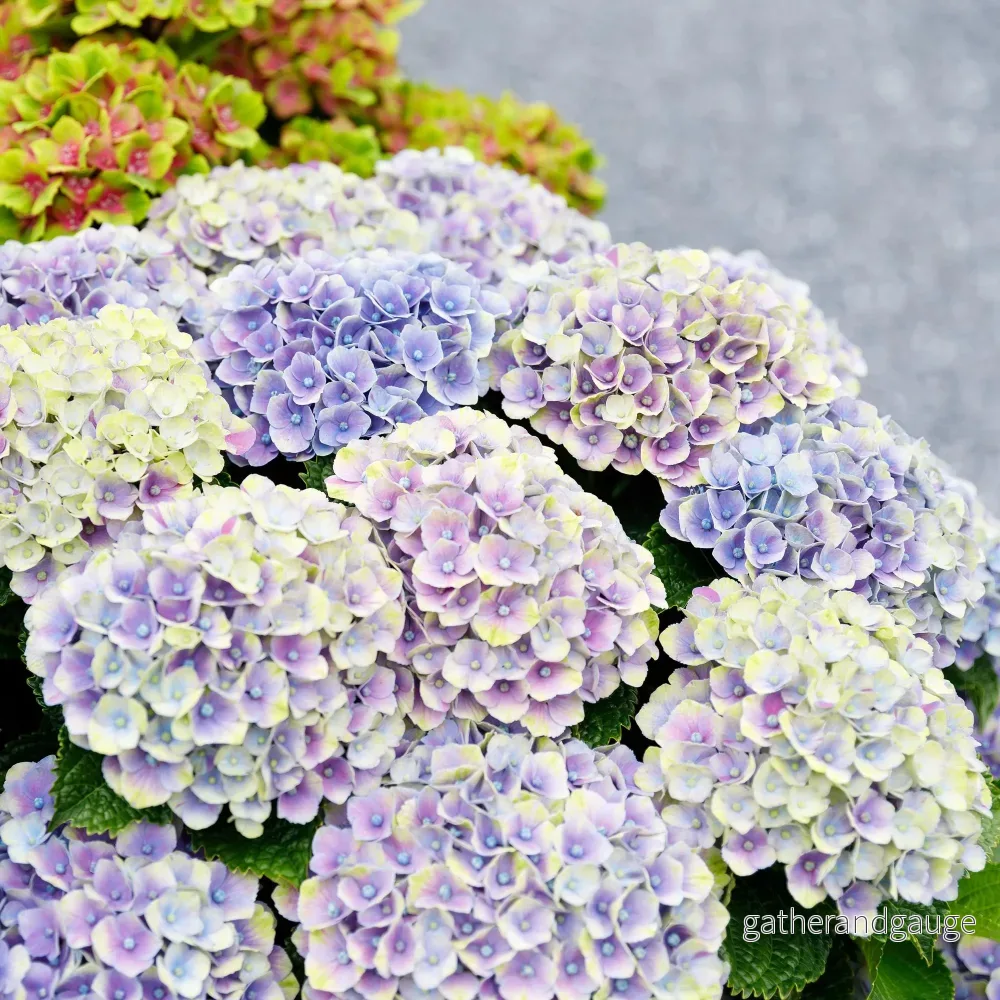Hortensia (Hydrangea Macrophylla) ’Magical Jewel Blue’ Hortensia (Hydrangea Macrophylla) ’Magical Jewel Blue’