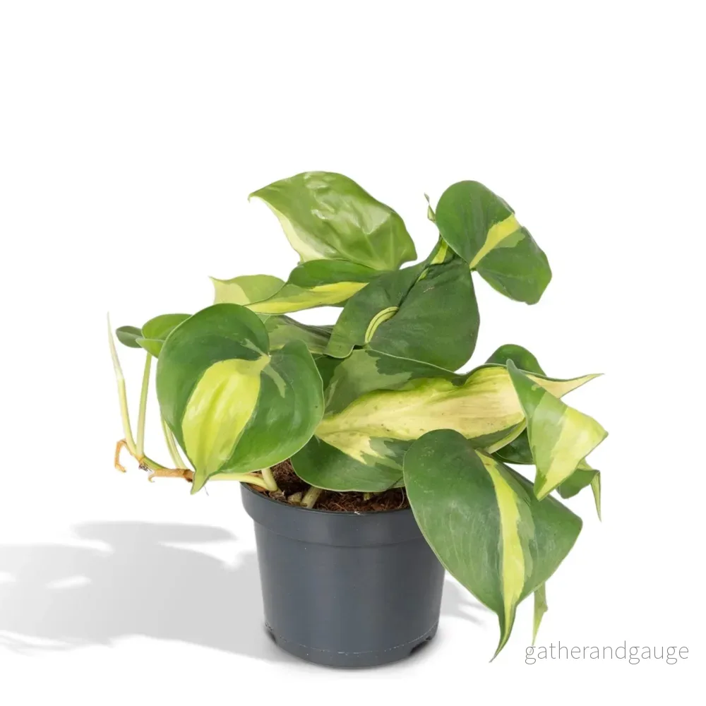 Philodendron Scandens Brasil - h15cm, Ø12cm - hängande växt - Bild 2