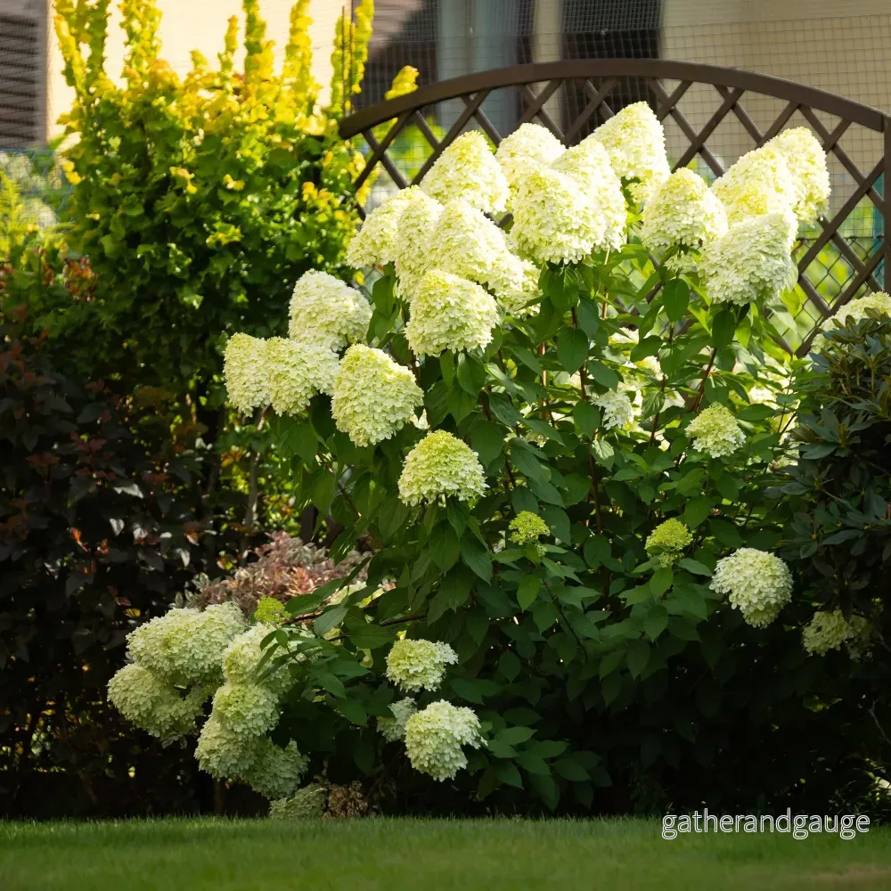 Hortensia Paniculata (Hydrangea paniculata) ’Limelight’