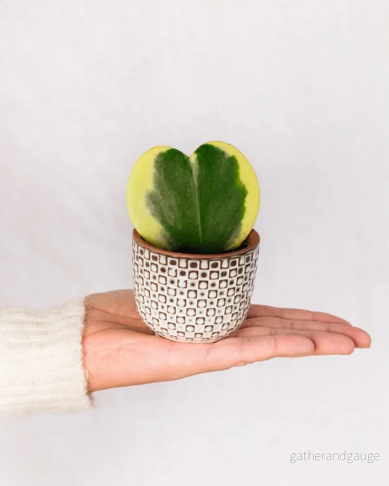 Mini Hoya hjärta variegata