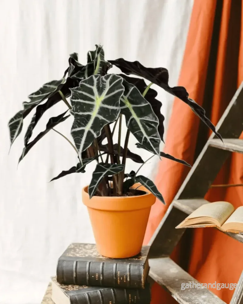 Alocasia Polly Alocasia Polly