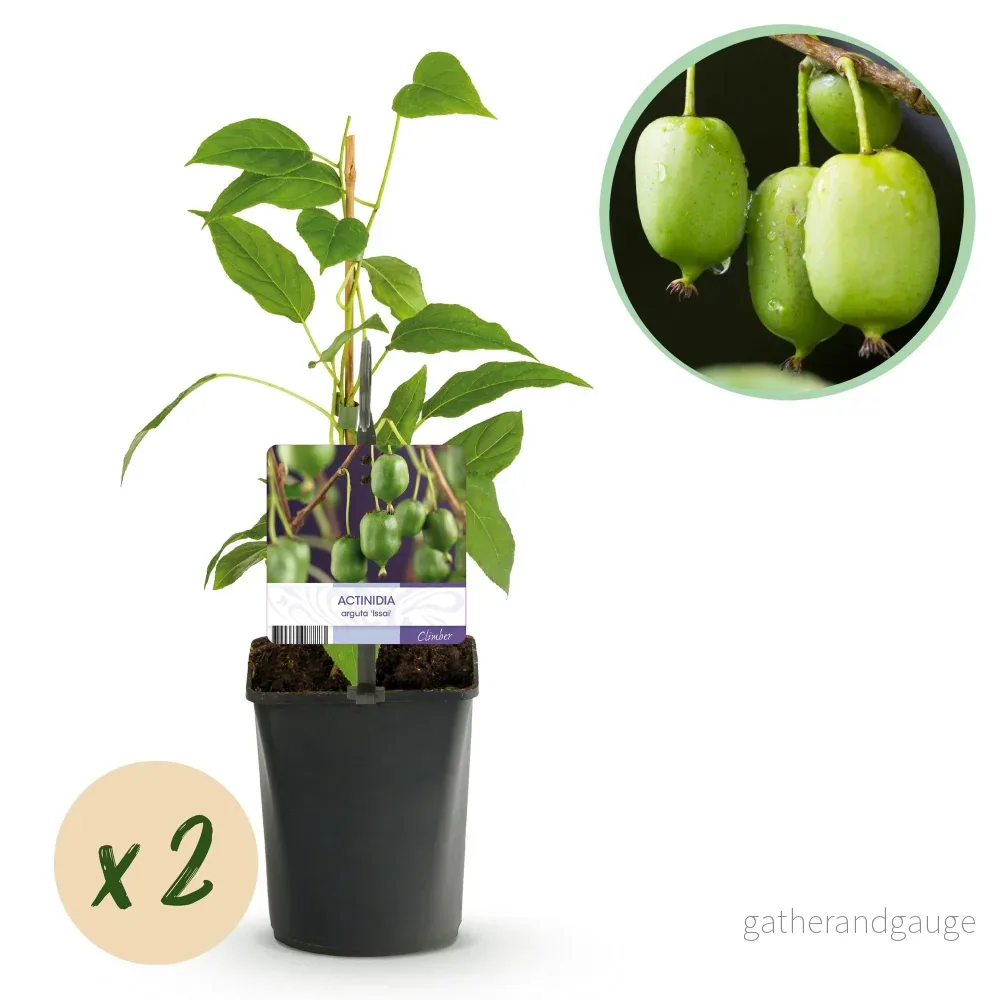 Kiwi (Actinidia arguta) 'Issai' - Bild 2