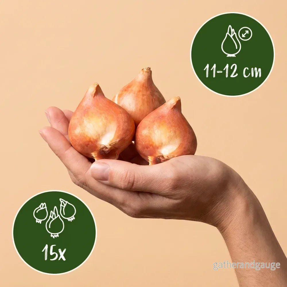 Tulipe My Favourite Topping en mélange - calibre 11/12 - Bild 3