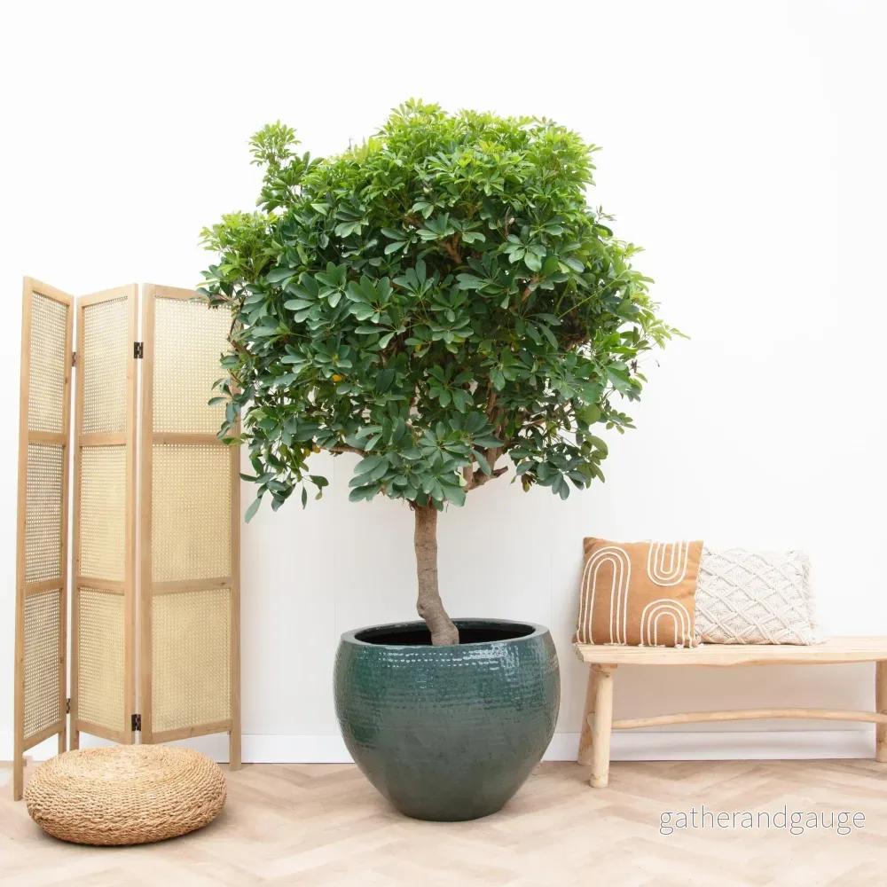 Schefflera op stam - 225cm - ø45 - Bild 2