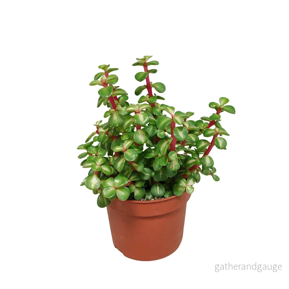 Portulacaria Afra Variegata – h25cm, Ø10,5cm – suckulentväxt