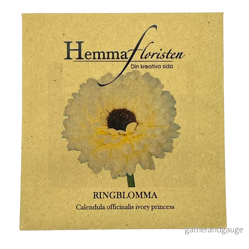 Ringblomma Ivory Princess - Bild 2