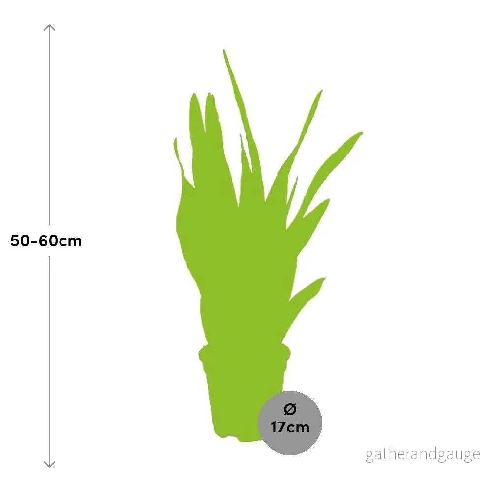 Sansevieria Trifasciata Laurentii - Bild 2