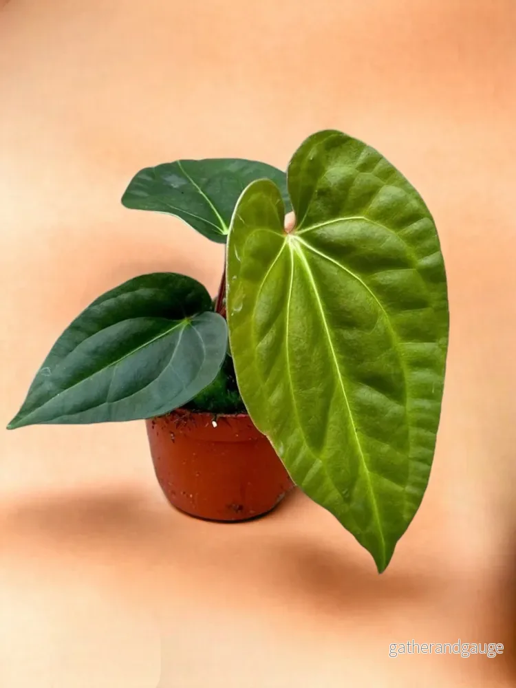 Anthurium Regale Anthurium Regale