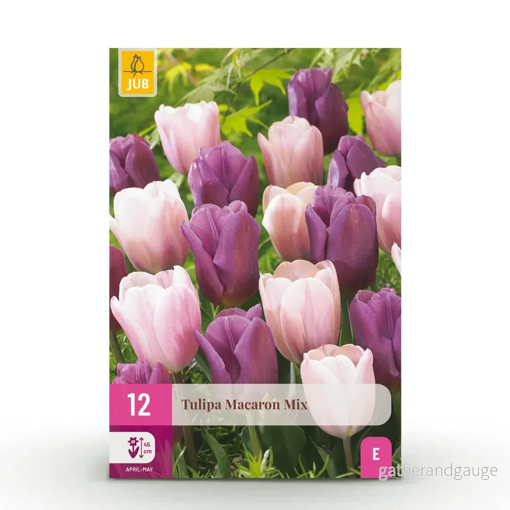 Green boutiQ – Bloembollen – Tulp Macron mix – Diversen Kleuren – 12 stuks – Bolmaat 11/12 – XXL Pack