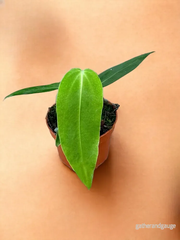 Anthurium Warocqueanum X Waterburyanum Anthurium Warocqueanum X Waterburyanum