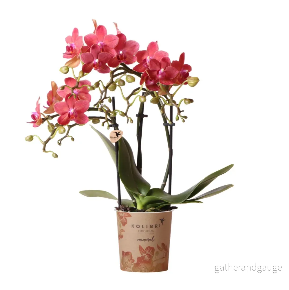 Röd Phalaenopsis orkidé - Kongo - blomstrande krukväxt - Bild 2