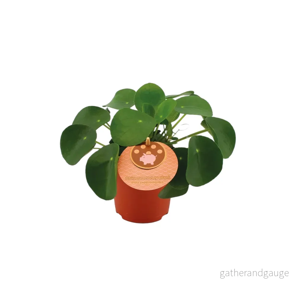 Pilea Peperomioides Pilea Peperomioides