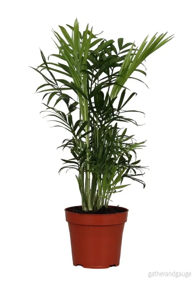 Chamaedorea Elegans Chamaedorea Elegans