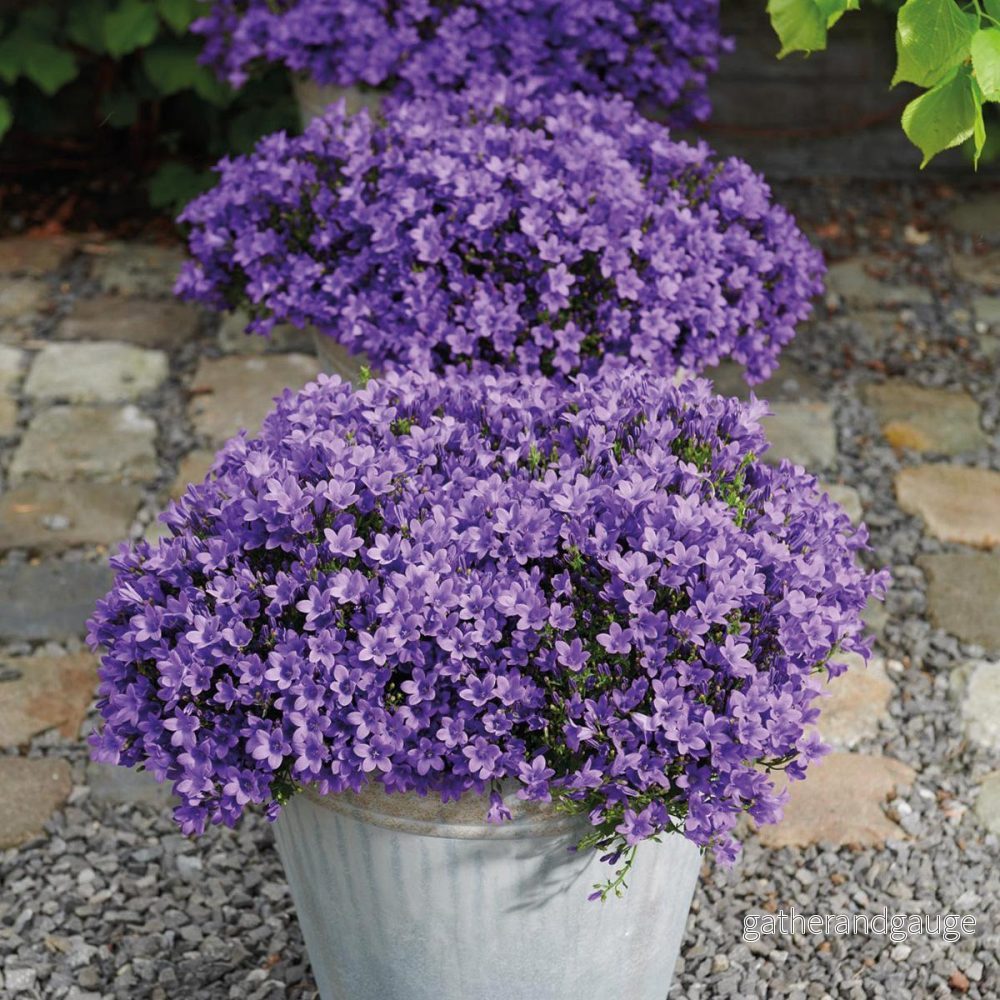 Campanula Addenda – 12 vintervioletta trädgårdsväxter