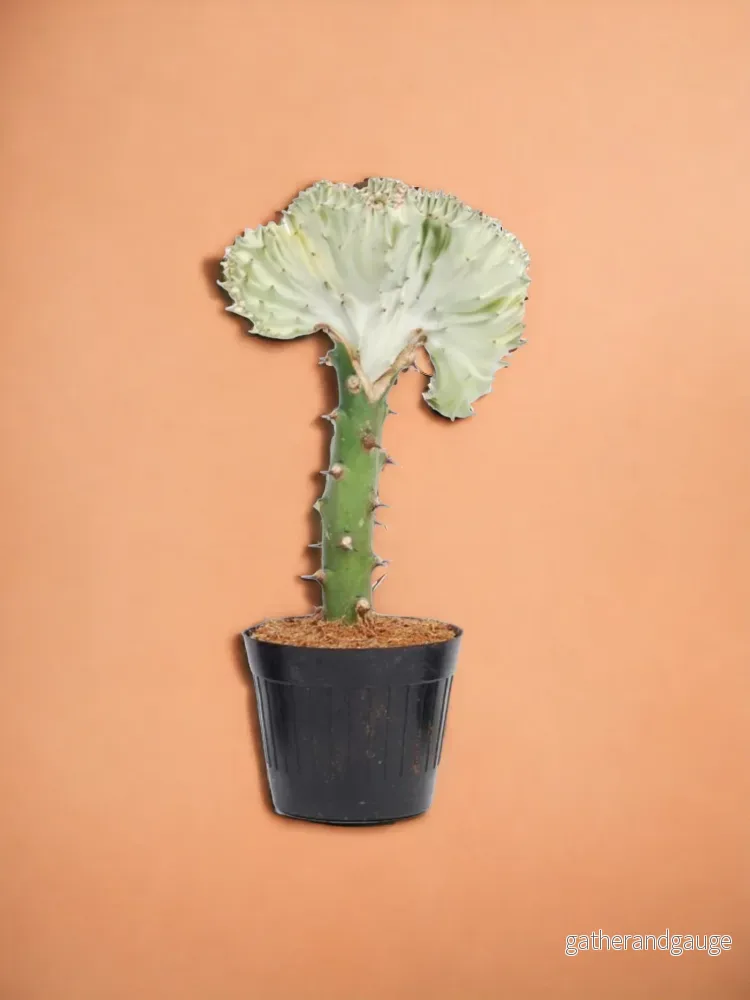 Euphorbia lactea Cristata vit