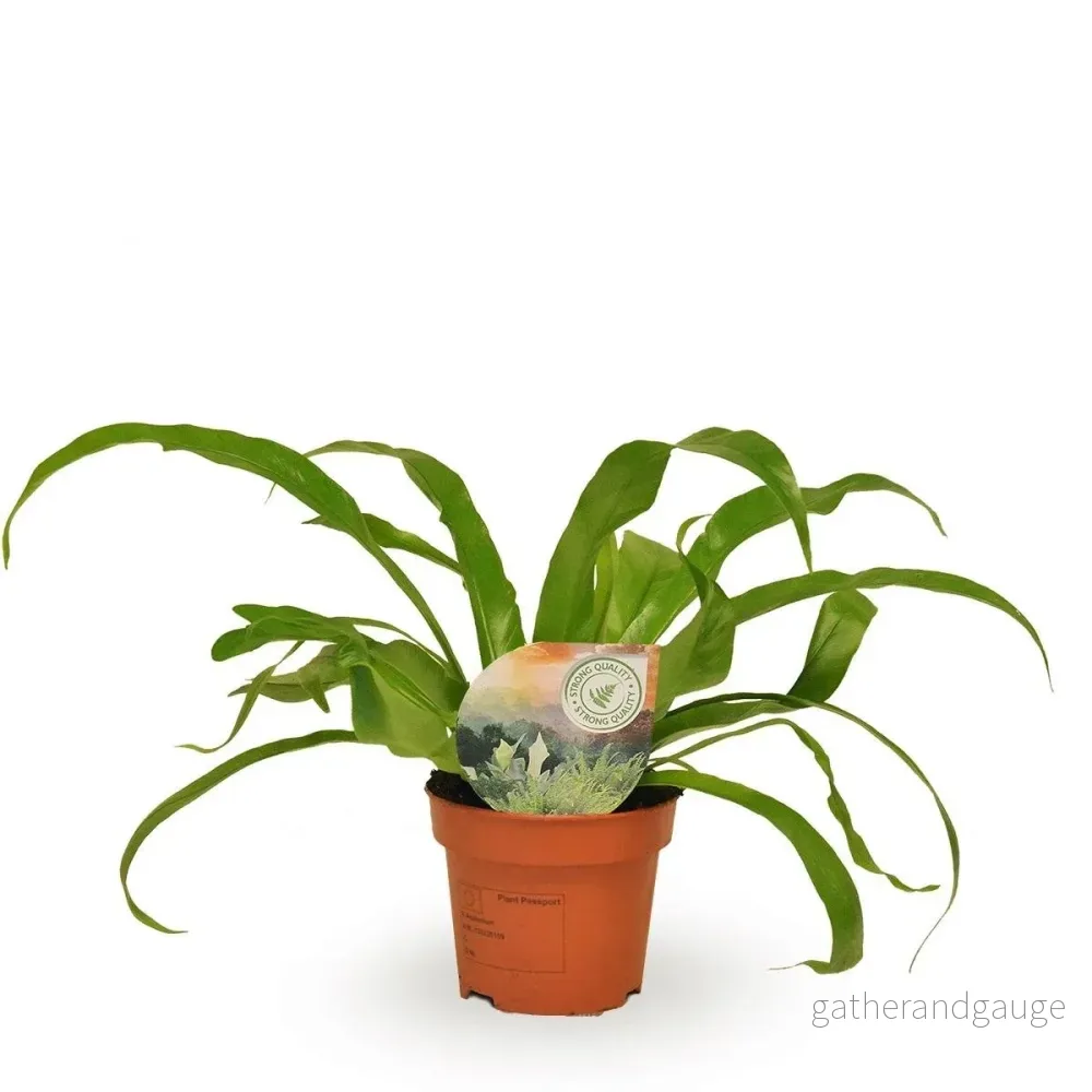 Asplenium 'Antiquum' - Bild 2