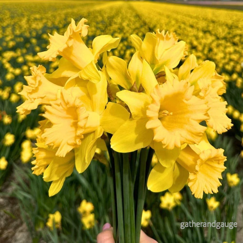 Duke of Holland - Narcissus - 10 lökar