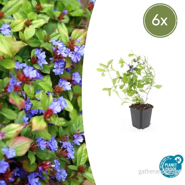Plumbago från Kina (Ceratostigma Plumbaginoides) 'Plumbaginoides' - Bild 2