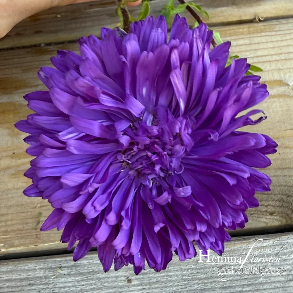 Aster – Callistephus chinensis Matador Deep Blue Aster – Callistephus chinensis Matador Deep Blue