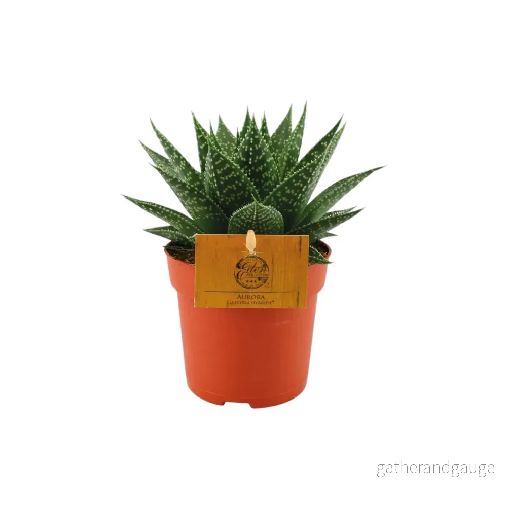 Gasteria Hybride Aurora Gasteria Hybride Aurora