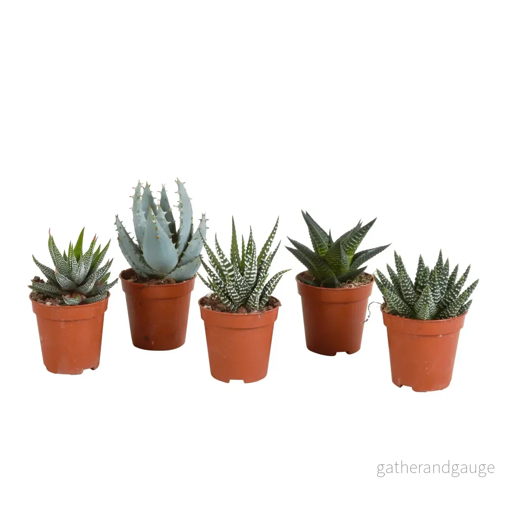 Gasteriabox, Haworthia - Set med 5 plantor, h13cm - Bild 2