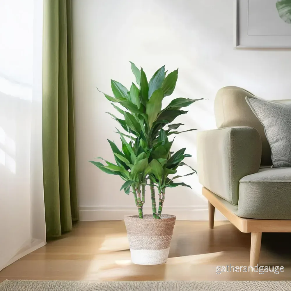 Dracaena Janet Lindt och hennes kruka - Bild 3