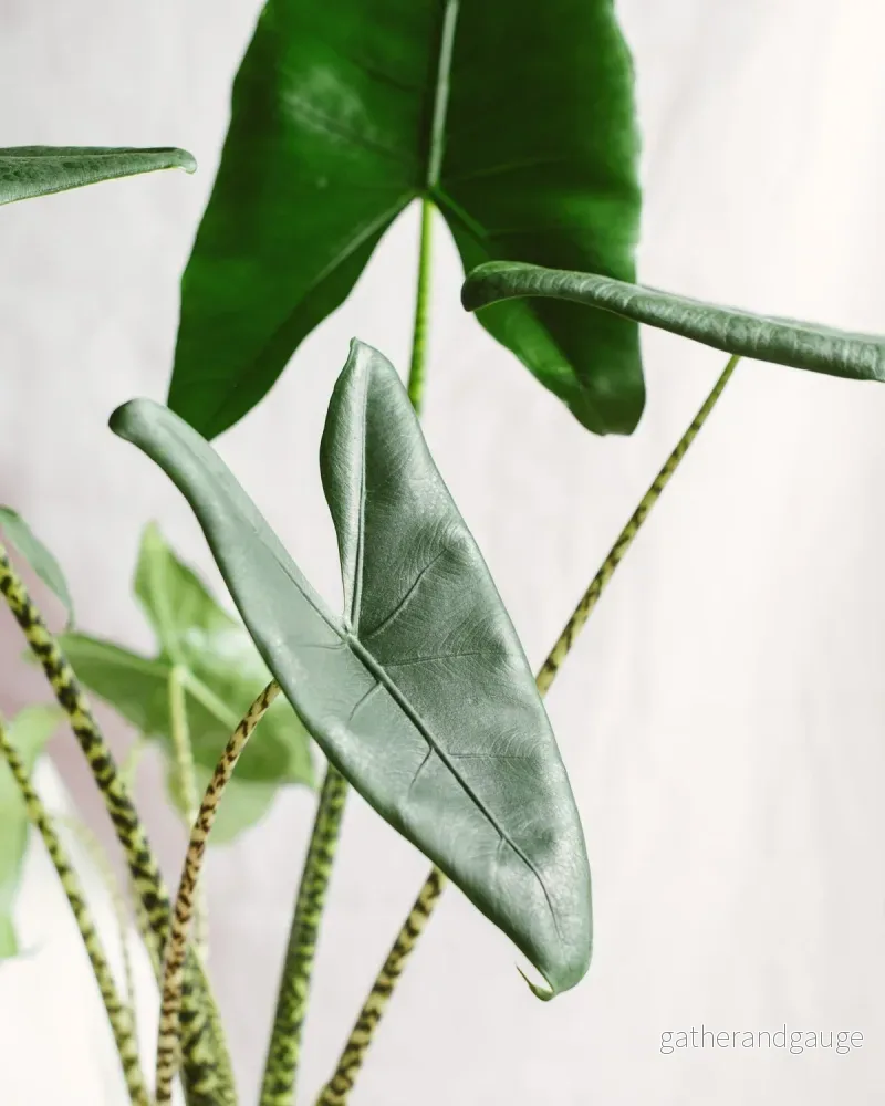 Alocasia zebrina - Bild 2
