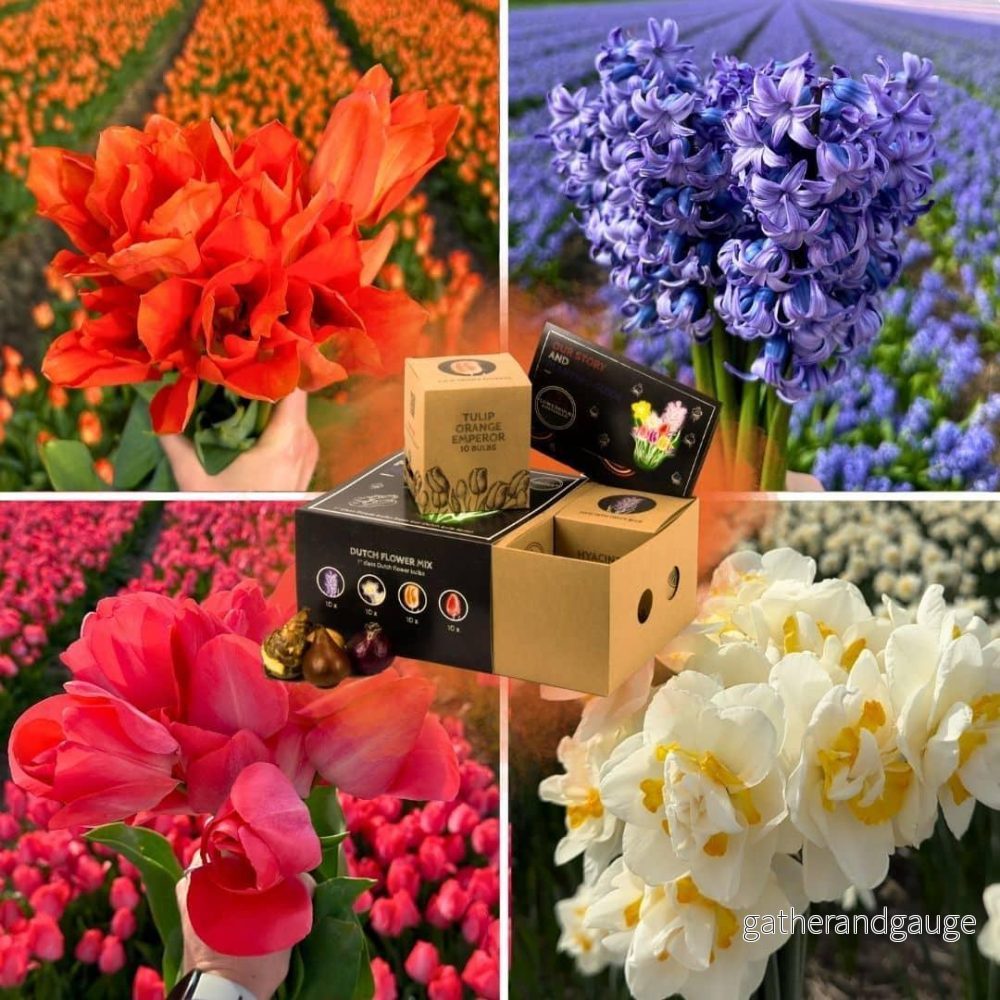 Dutch Mix - Blomlökar - 40 enheter för 1 m²