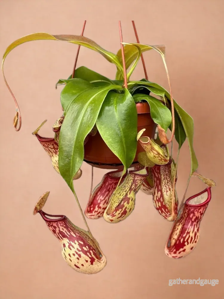 Nepenthes Monkey Jars Gaya köttätande växt Nepenthes Monkey Jars Gaya köttätande växt