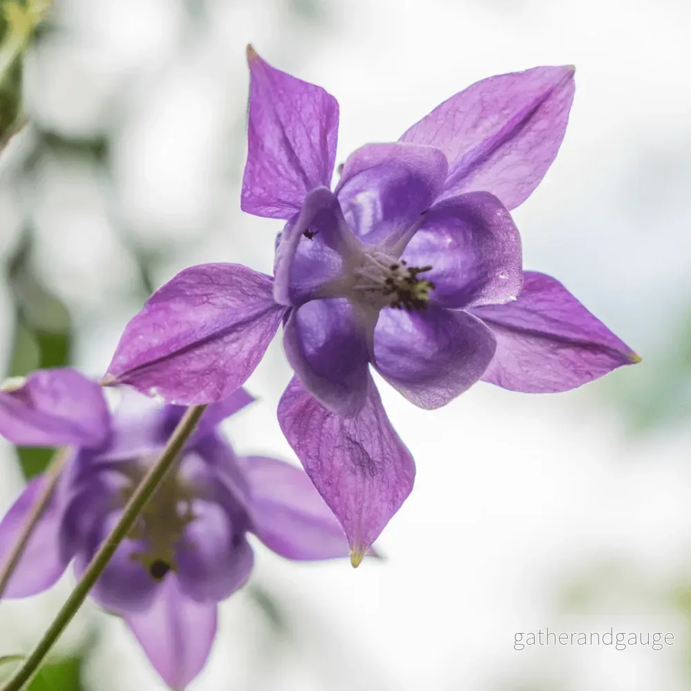 Ancolika (Aquilegia vulgaris) ’Vulgaris’ Ancolika (Aquilegia vulgaris) ’Vulgaris’