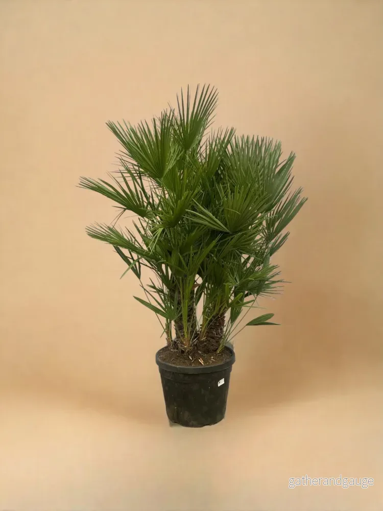 Chamaerops Humilis h180cm - Bild 2