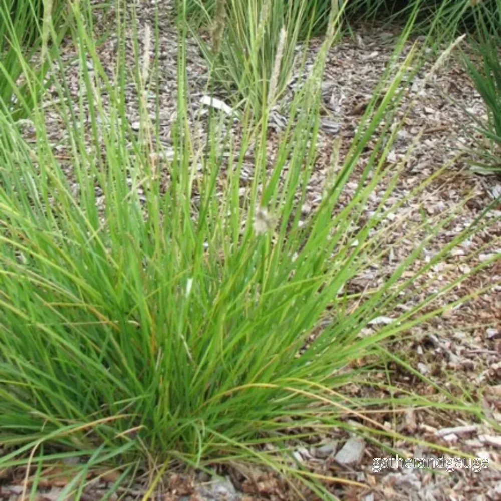 Höststarr (Sesleria autumnalis) 'Sesleria autumnalis' - Bild 3