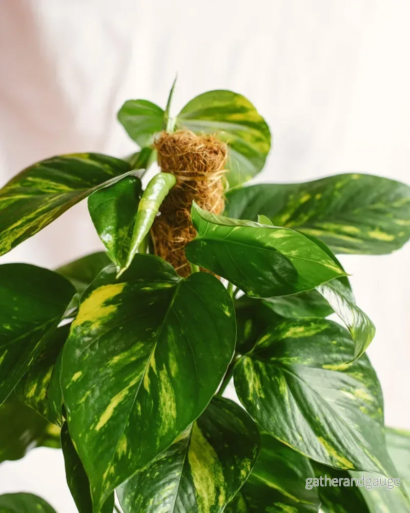 Epipremnum Pothos - Bild 2