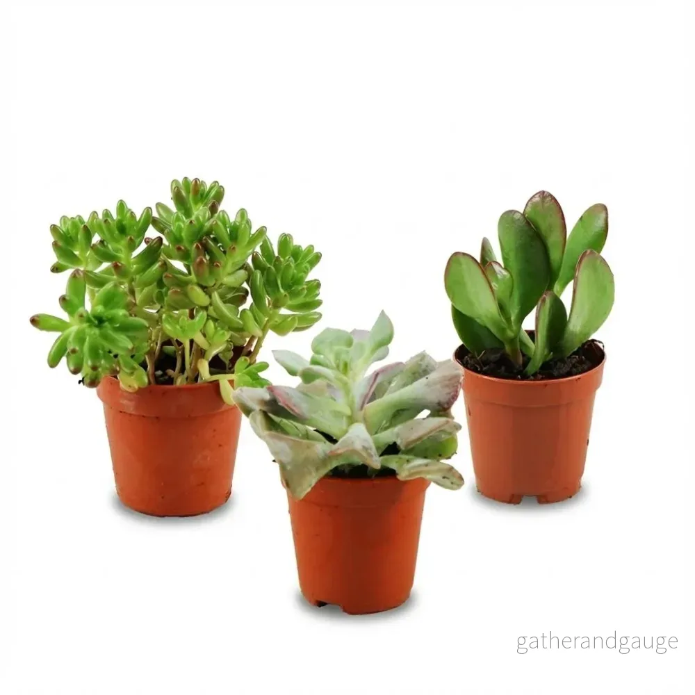 Mini Succulenten Mix - 3 Stuks - Ø 5,5 cm - Hoogte: 5-10 cm - Bild 3