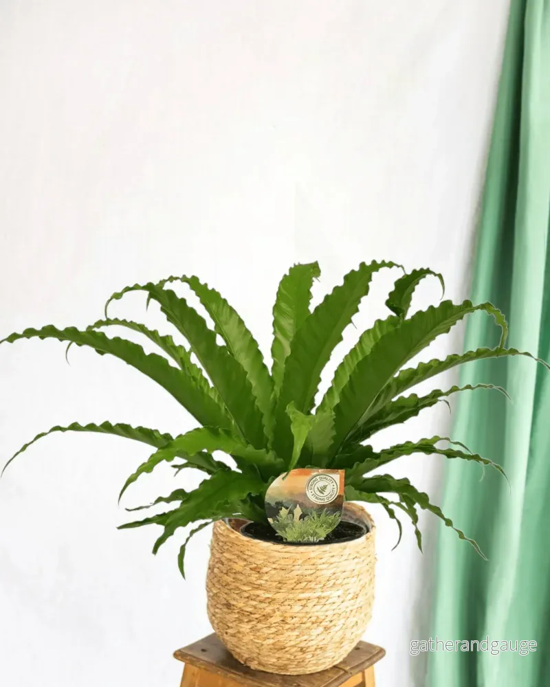Asplenium Osaka Fern Asplenium Osaka Fern