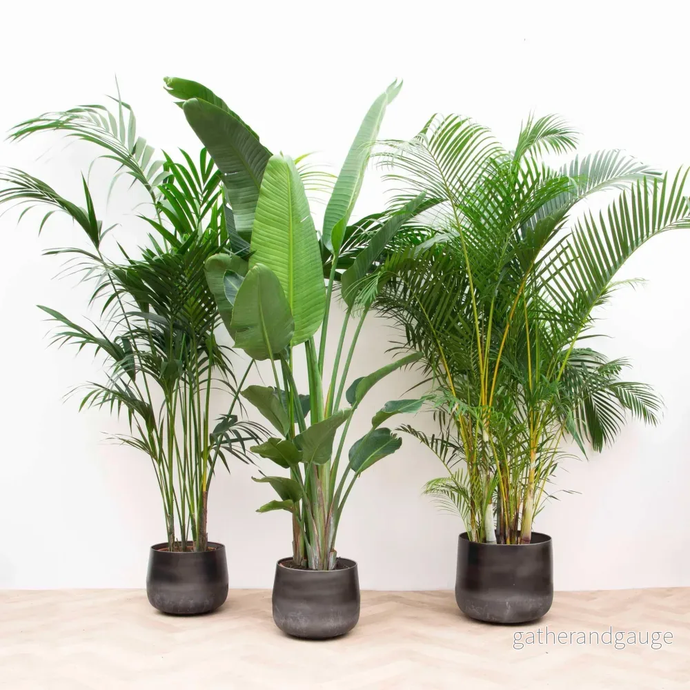Kentia Palm, Strelitzia Augusta, Areca Palm - Set med 3 plantor - Presentförpackning - Bild 3