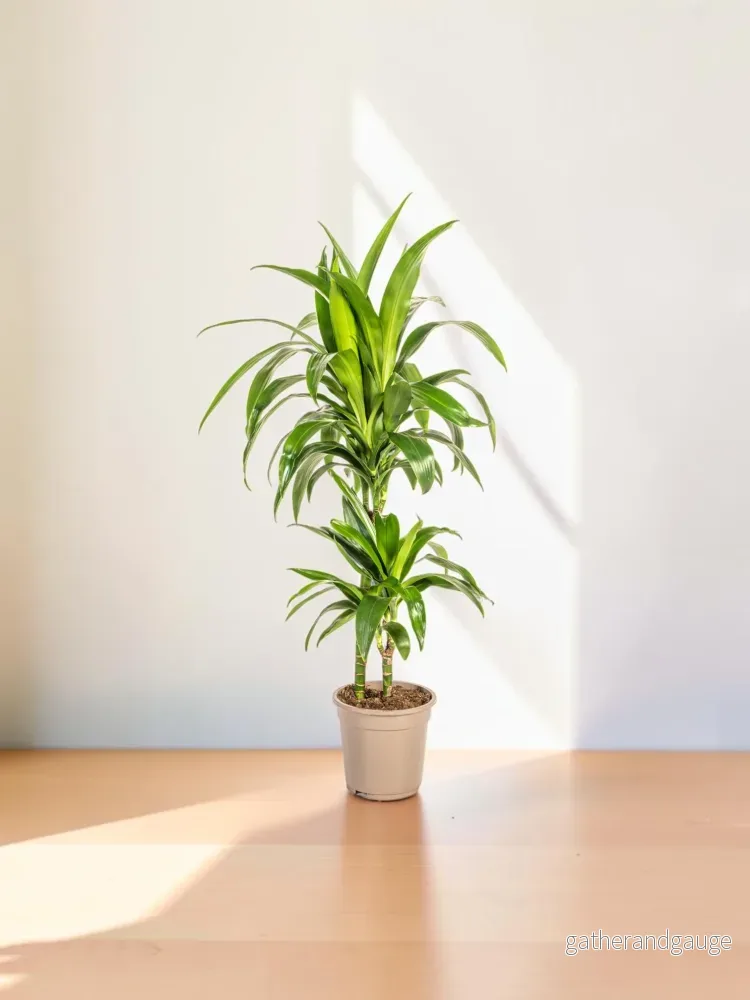 Dracaena Deremensis Lisa Ø19cm – ↕70 – 90cm Dracaena Deremensis Lisa Ø19cm – ↕70 – 90cm
