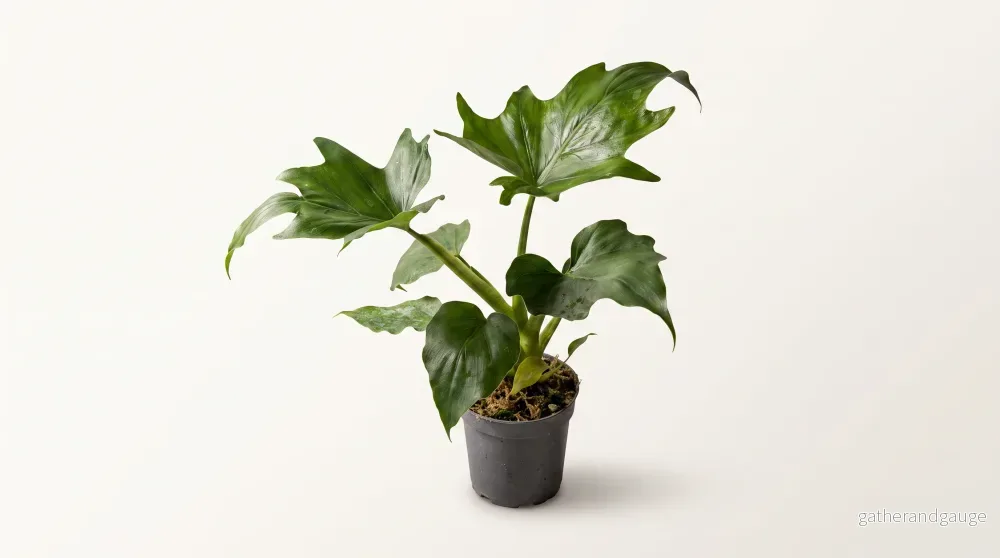 Philodendron warscewiczii, 12 cm, 8 plantor i brätte, 5 brätte per hylla