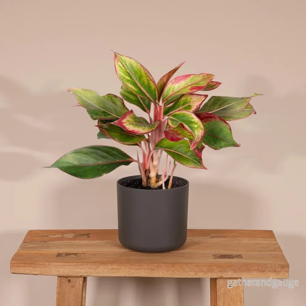 Aglaonema Kreta - Bild 2
