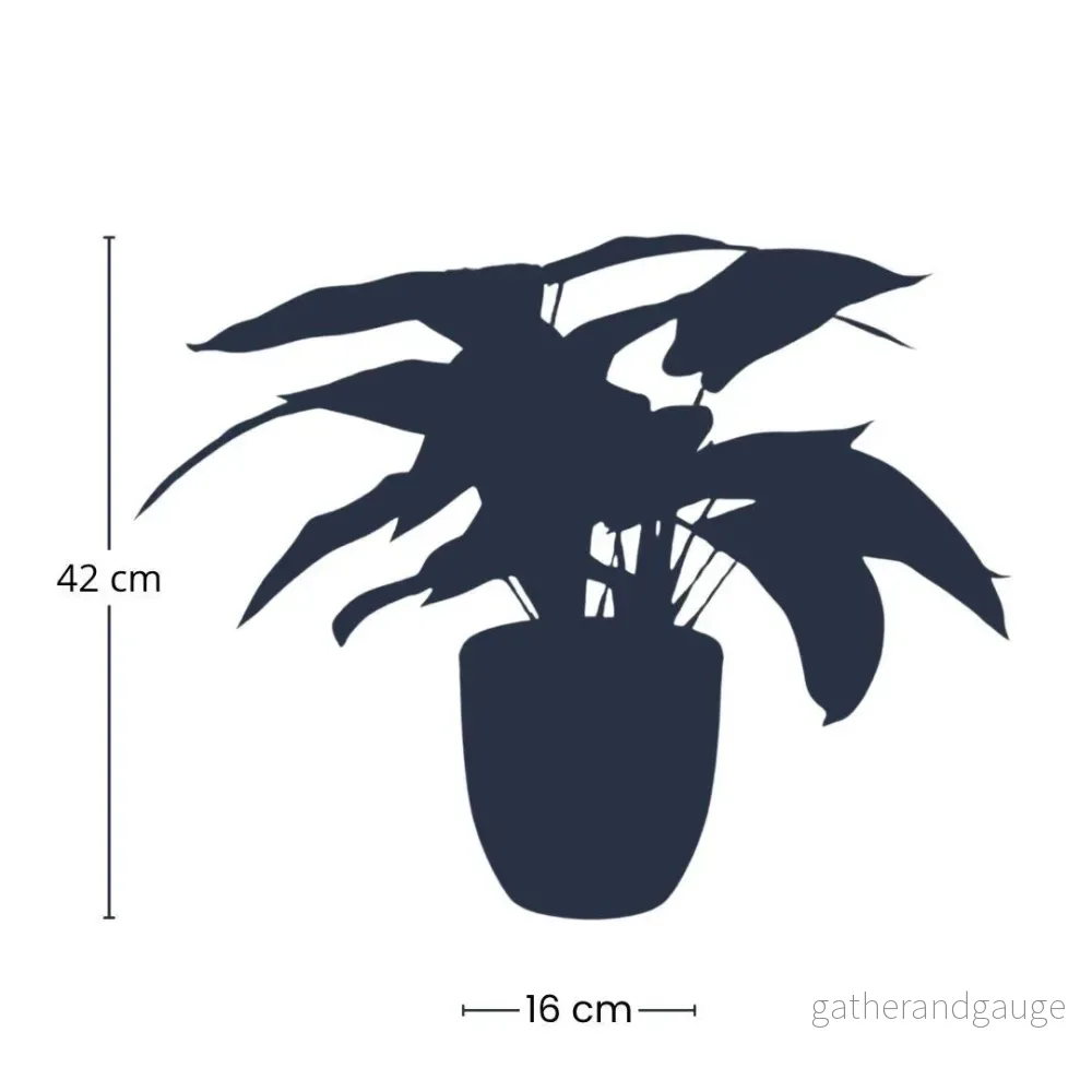 Calathea artificiel och kruka h40cm - Bild 3